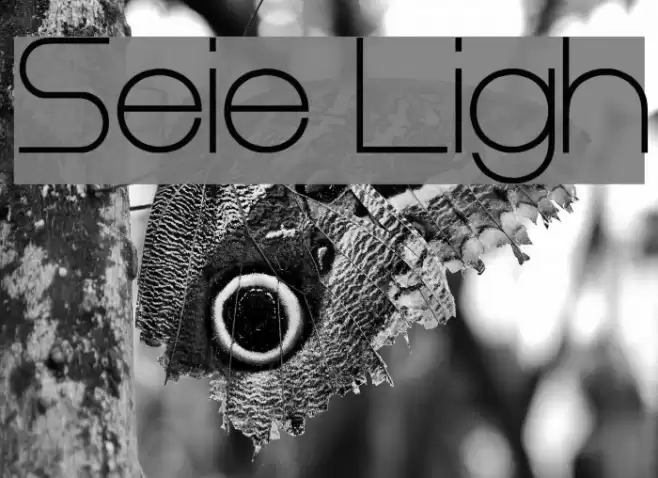 Steiner Light Schriftart examples