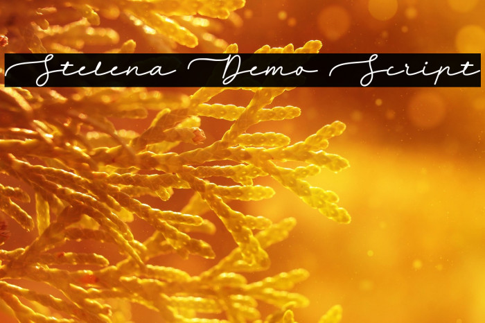 Stelena Demo Script Font examples