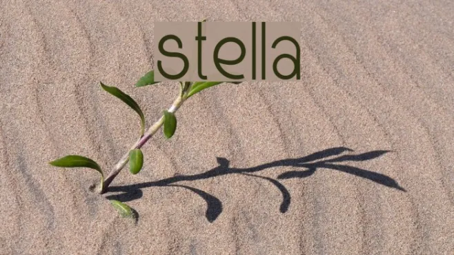 Stella Example 1