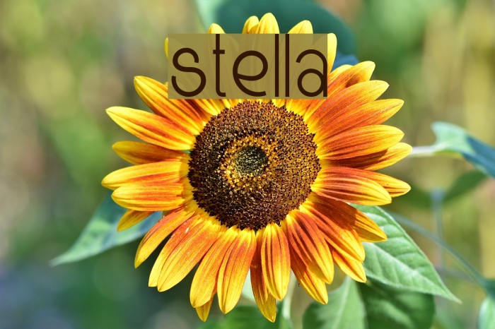Stella Font examples