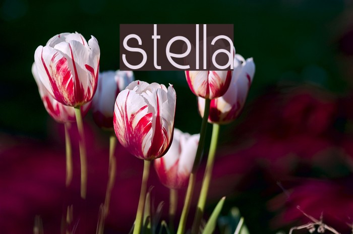 Stella Font examples