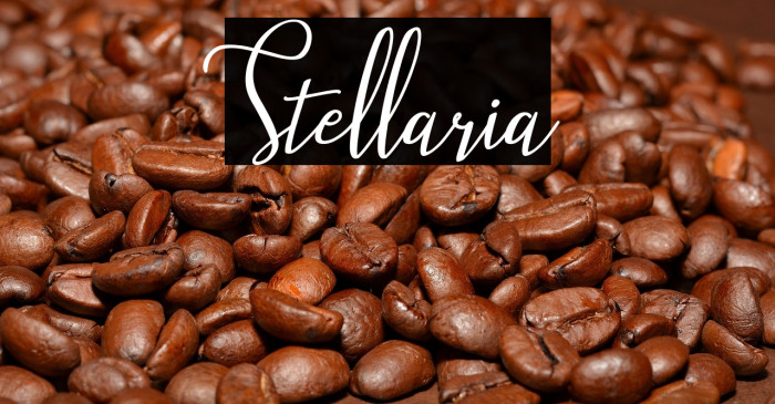 Stellaria Example 1