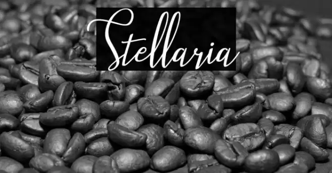 Stellaria Font examples