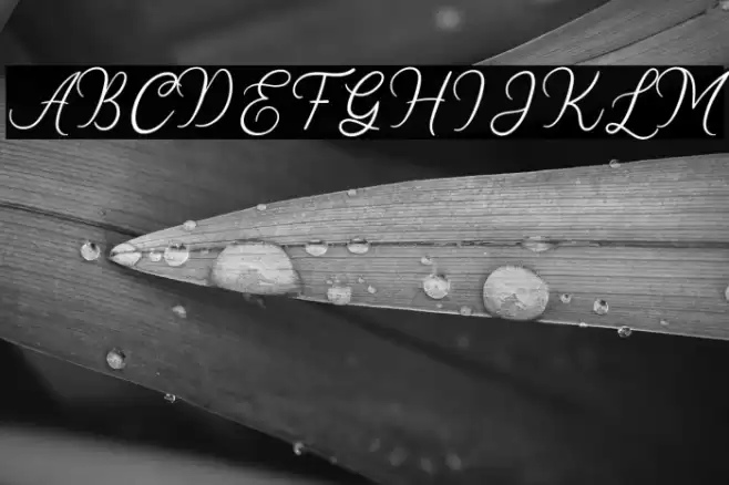 Stellina Font examples