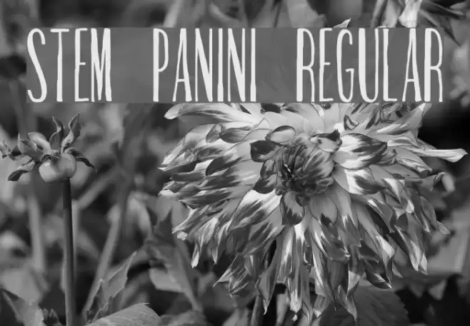 Stem Panini Regular Font examples