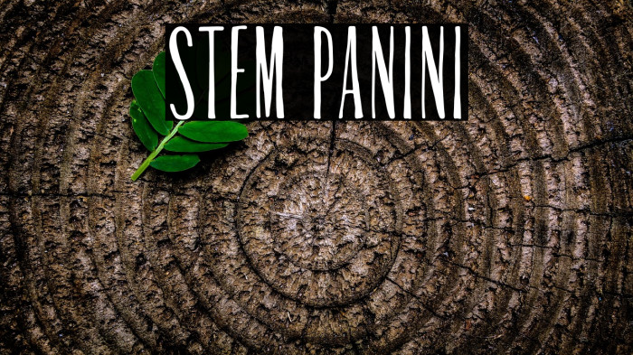 Stem Panini Example 1