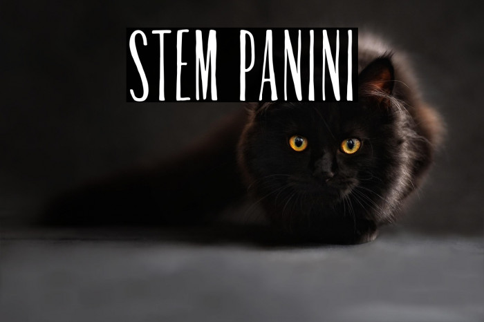 Stem Panini Example 3