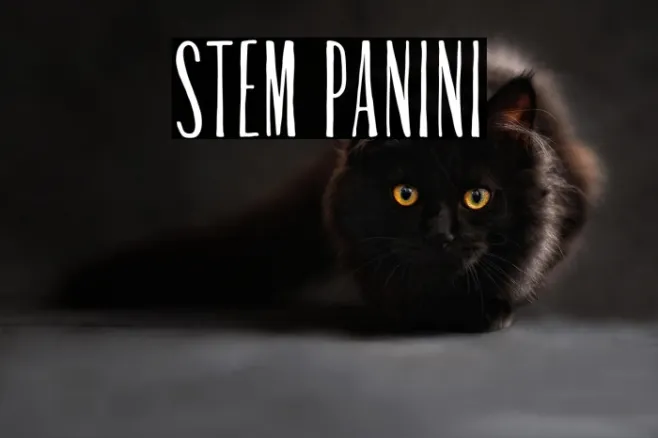 Stem Panini Example 3