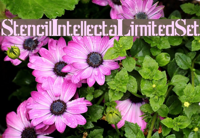 StencilIntellectaLimitedSet Font examples