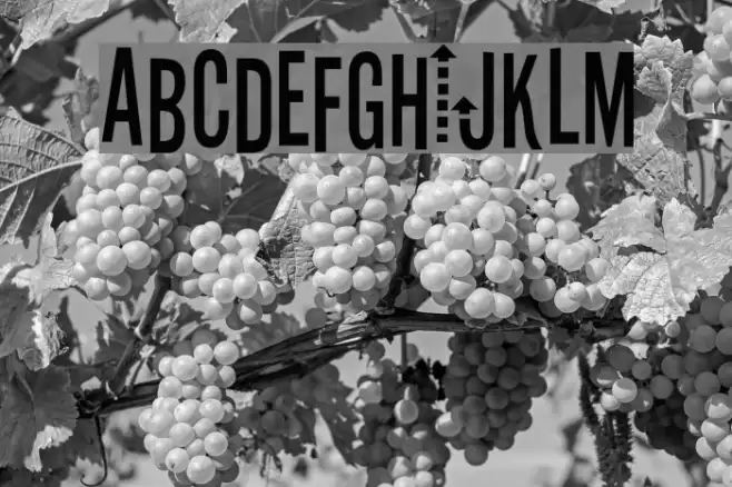 Stereofidelic フォント examples