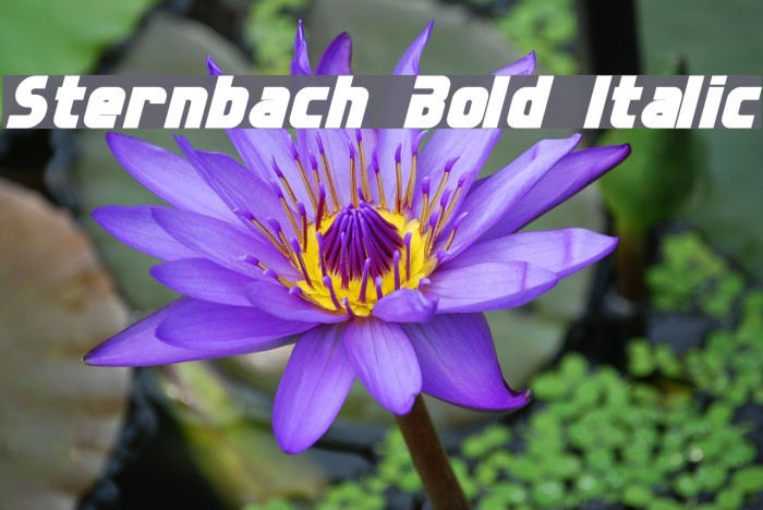 Sternbach Bold Italic Example 3