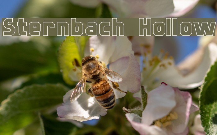 Sternbach Hollow Font examples