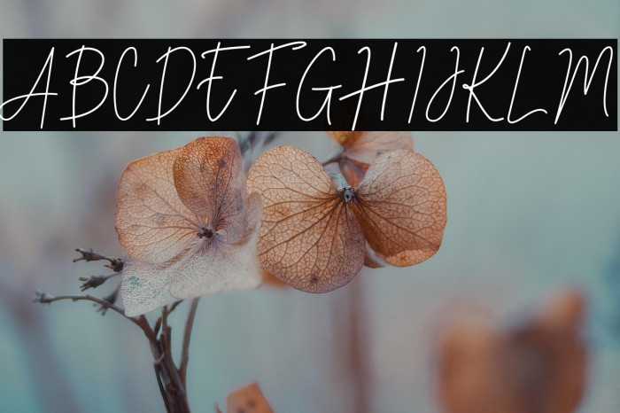 Stev Luts Italic Example 2