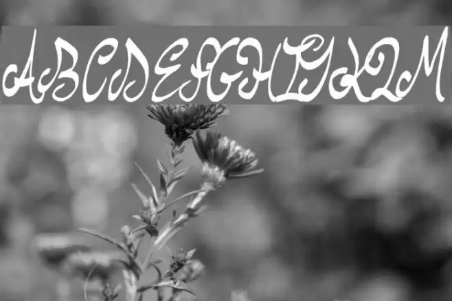 Stew Tuesdays Font examples