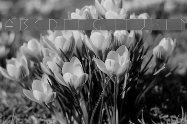 Stick Light Font examples