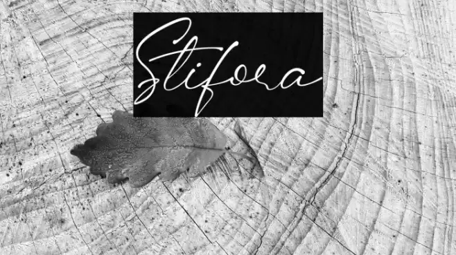 Stifora Fonte examples