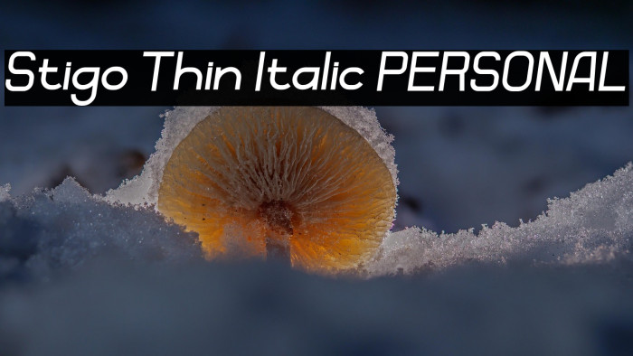 Stigo Thin Italic PERSONAL Example 3