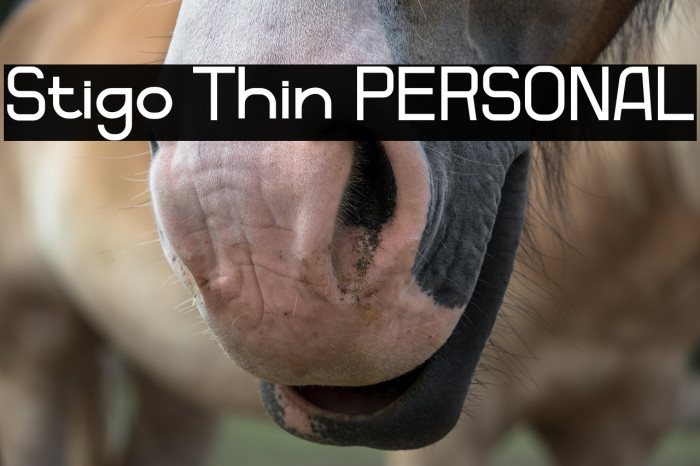 Stigo Thin PERSONAL Example 3