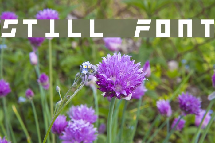 Still Font Шрифта examples