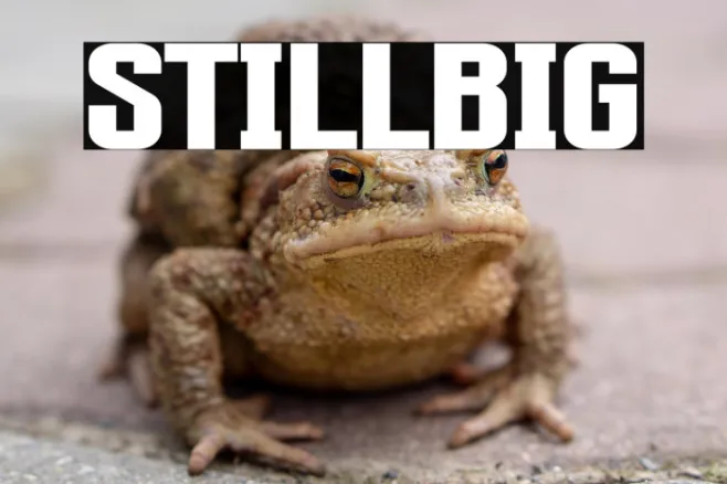 Stillbig Example 1