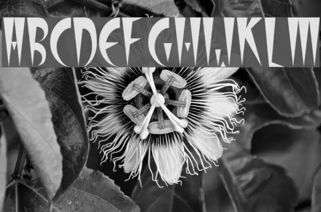 Stilleto Plain Font examples