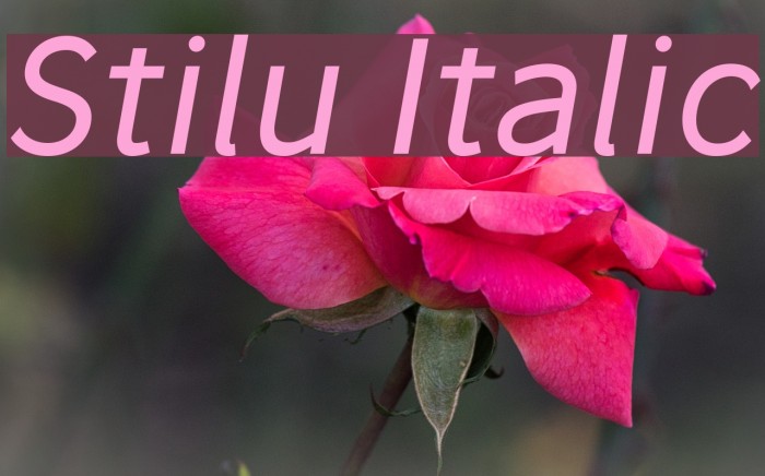 Stilu Italic Font examples