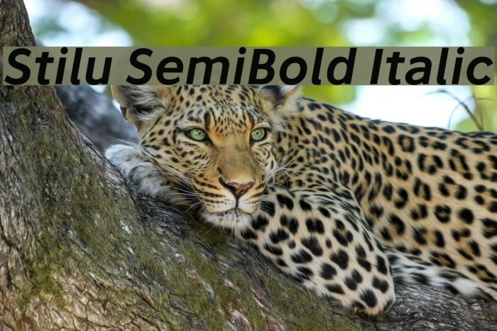 Stilu SemiBold Italic Font examples