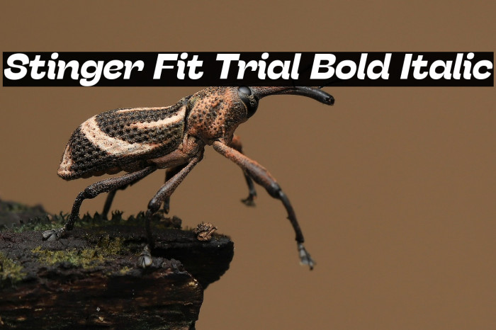 Stinger Fit Trial Bold Italic Example 3