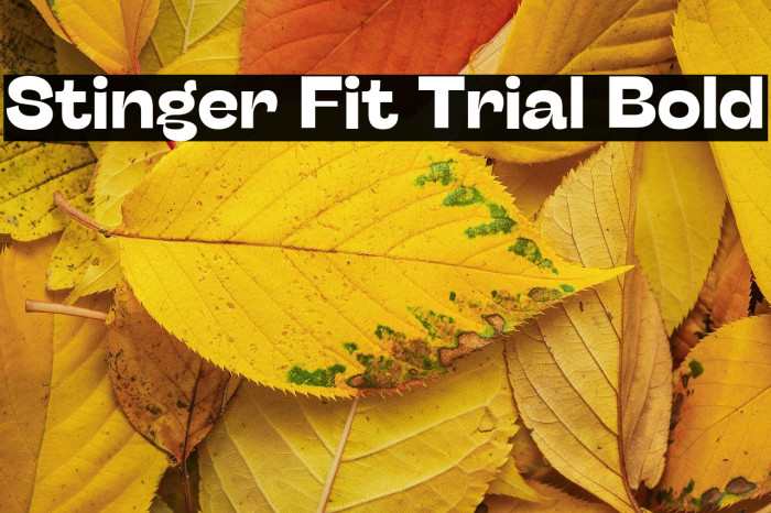 Stinger Fit Trial Bold Example 2