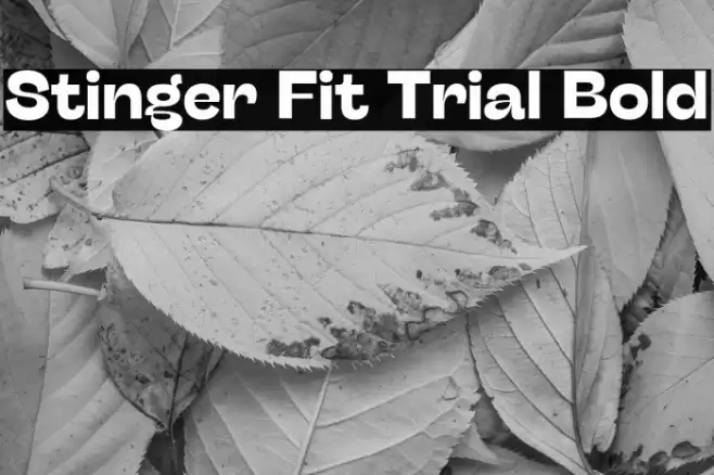 Stinger Fit Trial Bold Font examples