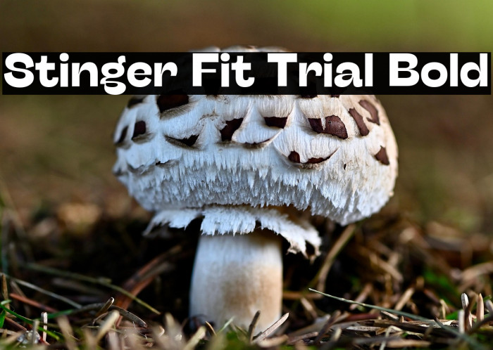 Stinger Fit Trial Bold Example 3