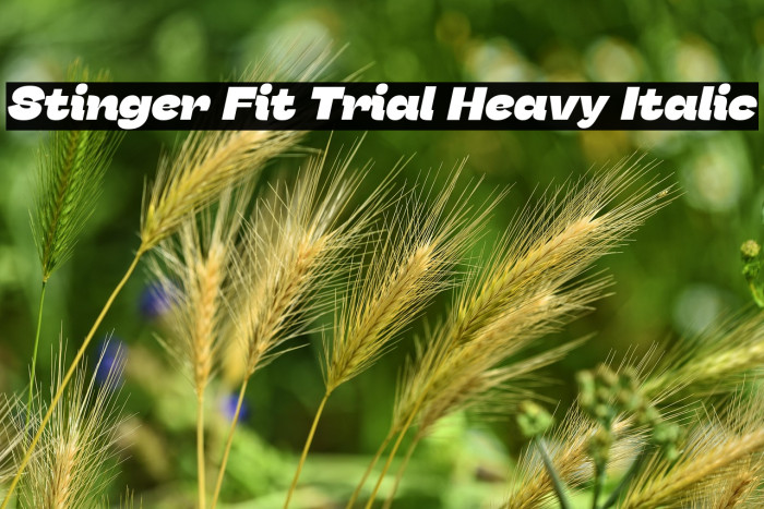Stinger Fit Trial Heavy Italic Example 3