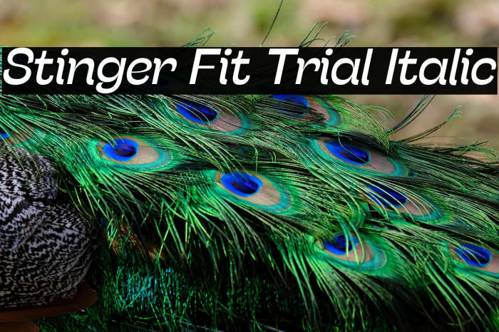 Stinger Fit Trial Italic Example 1