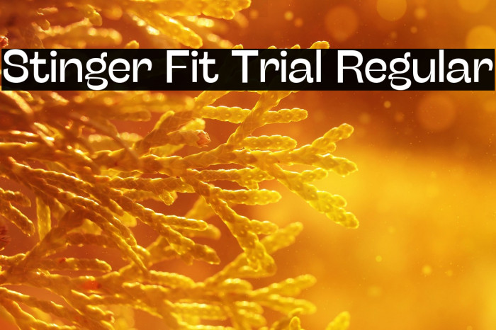 Stinger Fit Trial Regular Example 3