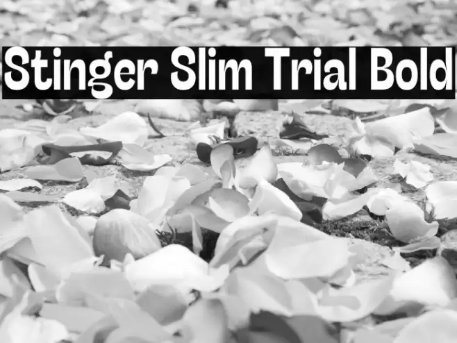 Stinger Slim Trial Bold Font examples