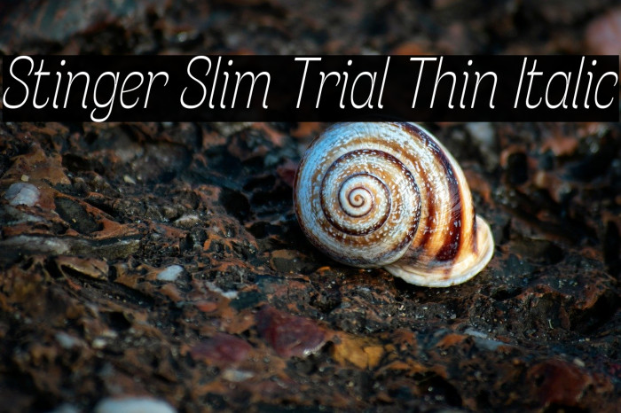 Stinger Slim Trial Thin Italic Example 2