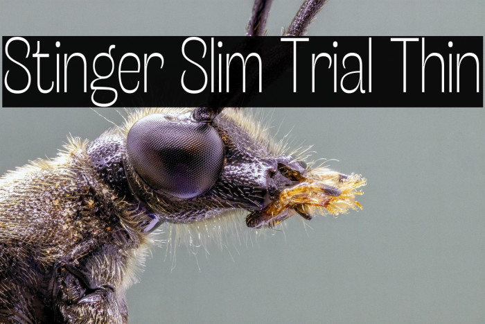 Stinger Slim Trial Thin Example 1