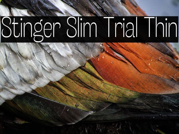 Stinger Slim Trial Thin Example 2