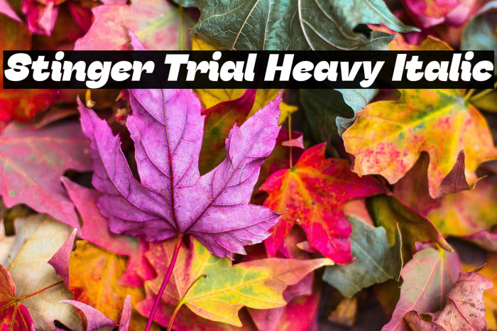 Stinger Trial Heavy Italic Example 3