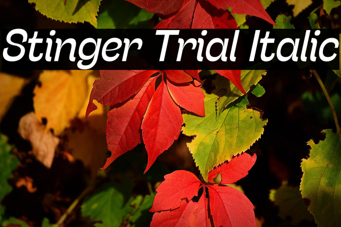 Stinger Trial Italic Example 3