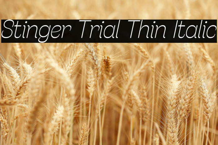 Stinger Trial Thin Italic Example 2