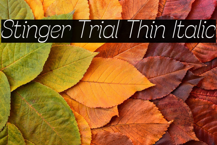 Stinger Trial Thin Italic Example 3