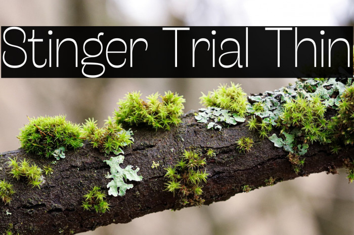 Stinger Trial Thin Example 2