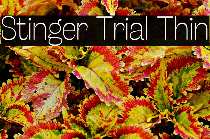 Stinger Trial Thin Example 3