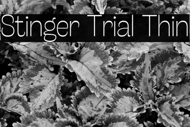 Stinger Trial Thin Font examples