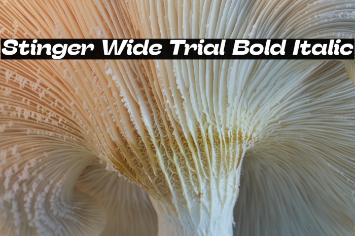 Stinger Wide Trial Bold Italic Example 1