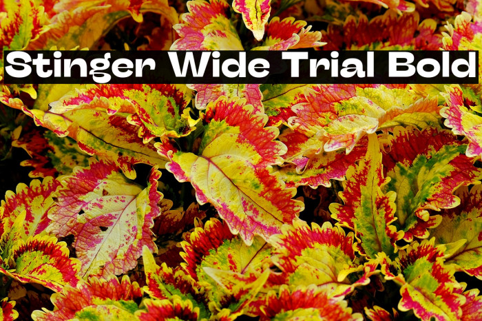 Stinger Wide Trial Bold Example 1
