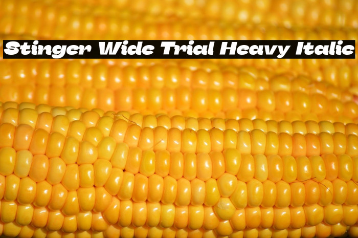 Stinger Wide Trial Heavy Italic Example 3