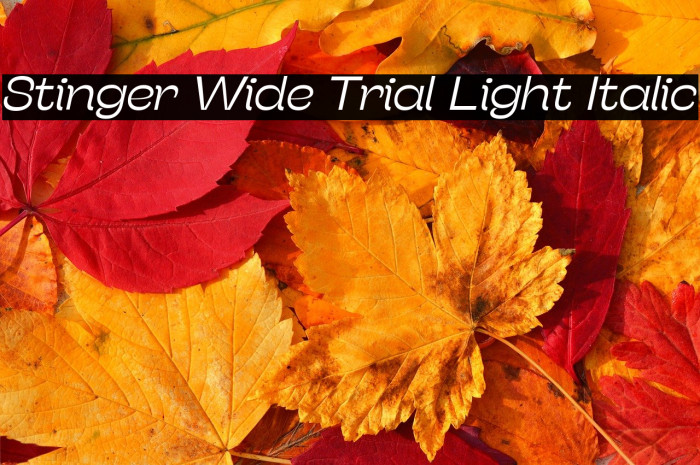 Stinger Wide Trial Light Italic Example 3