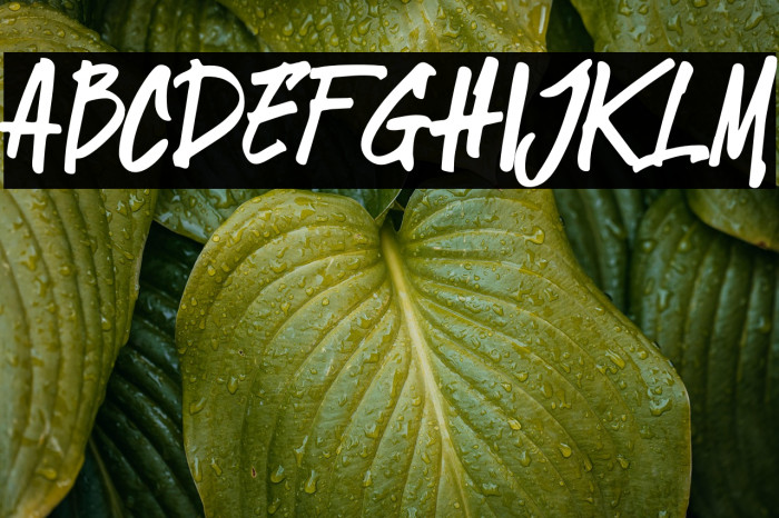 StingkerJackRegular Example 1